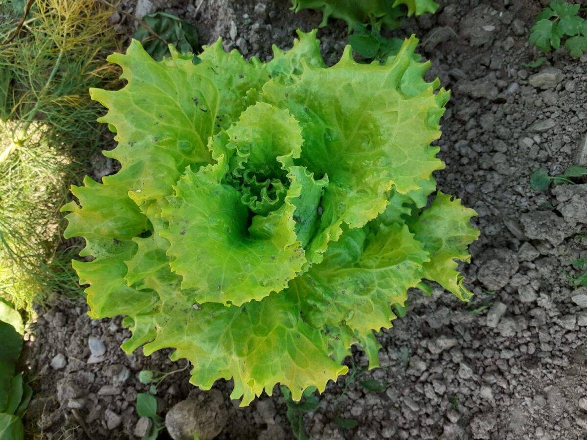 Fattoria biologica a Bolzano