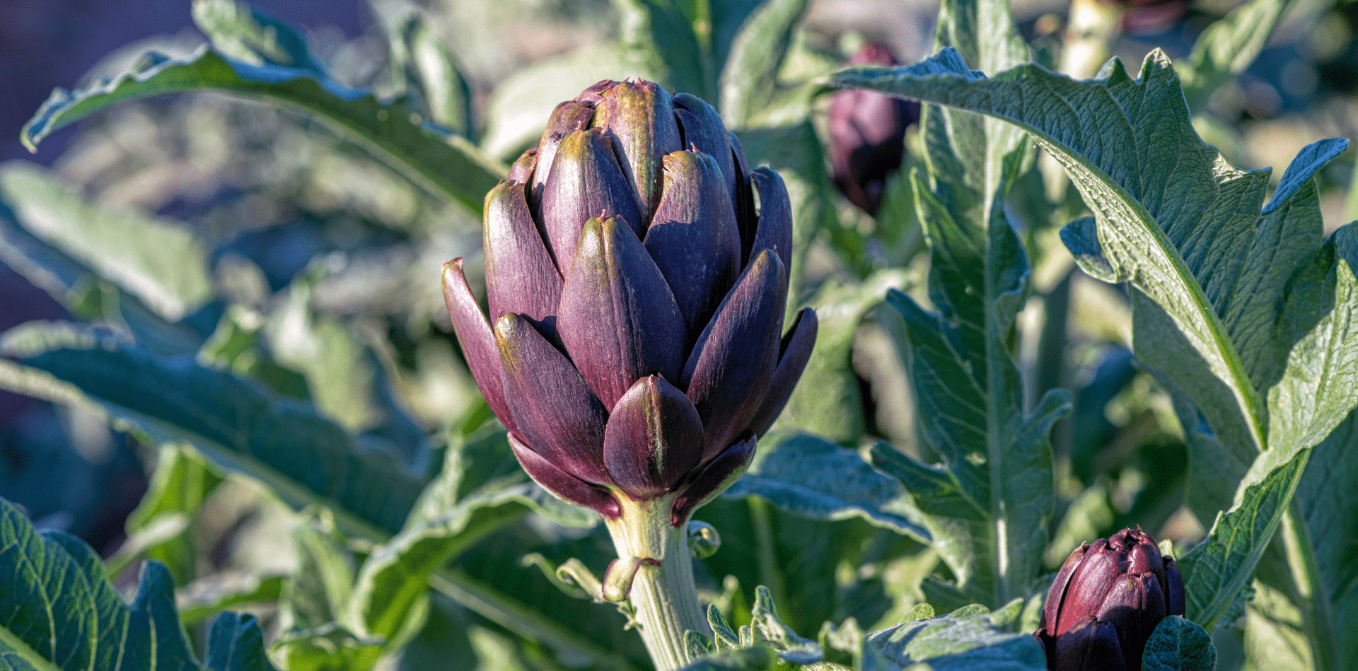 Scopri l’Eccellenza dei Carciofi: L’Azienda Agricola di Montelupone