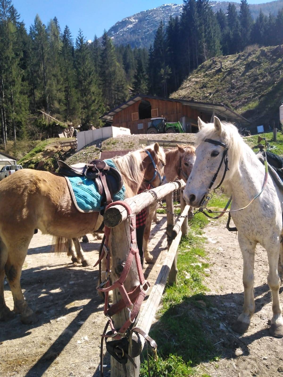 Gioco bimbi a contatto con animali e natura Santo Stefano di Cadore