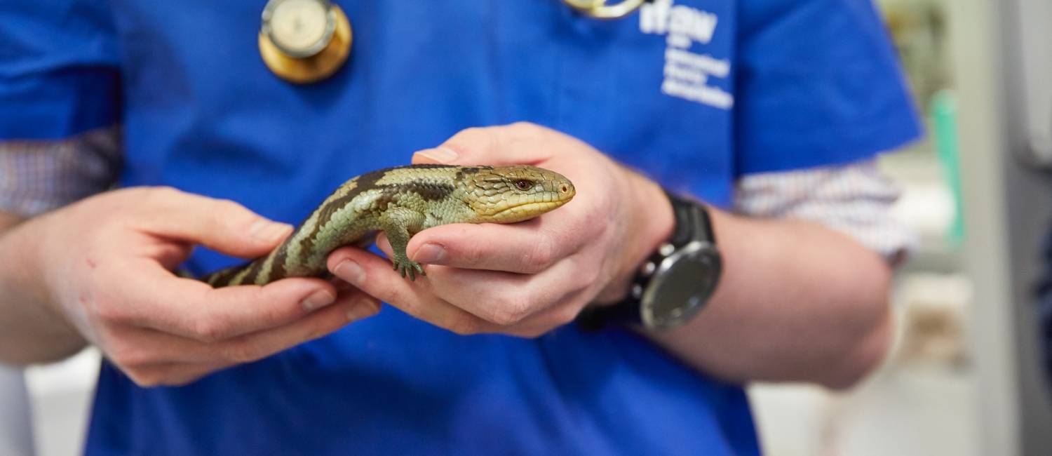 Medicina specialistica per animali a Cantù