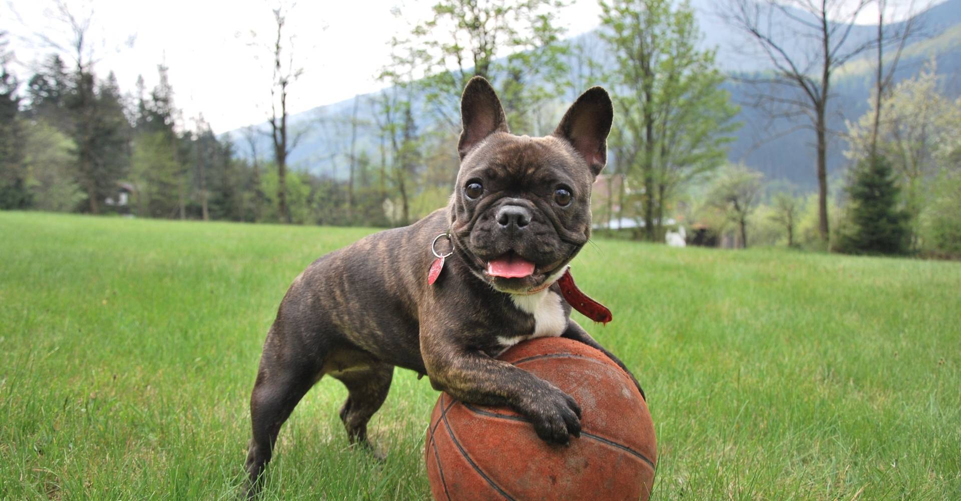 Pensione per cani con area giochi Roma