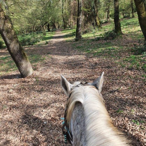 LEZIONI DI EQUITAZIONE A FONTE NUOVA