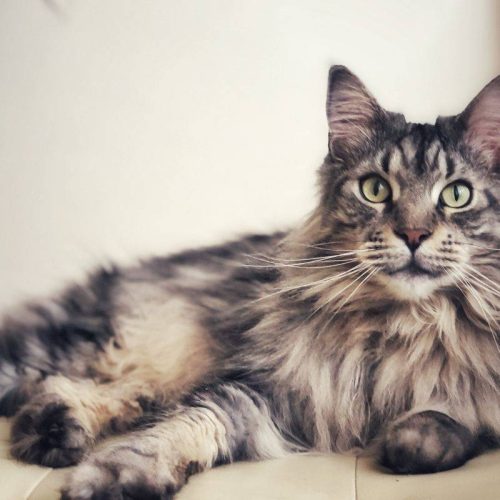 Allevamento Di Gatti Maine Coon a Prato – Scopri Passion Kun