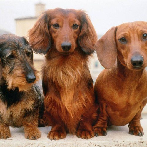 Cuccioli di Bassotto con Pedigree ENCI al Lago Maggiore: Una Scelta di Qualità
