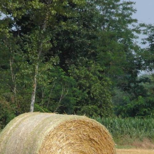 Qual è il migliore agriturismo a Milano