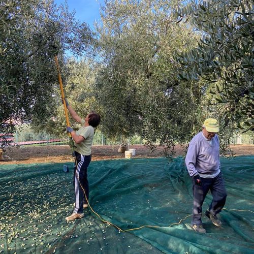 Agriturismo con piscina provincia di Caserta   