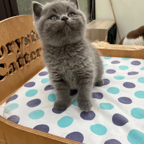 Allevamento di gatti british ad Acireale