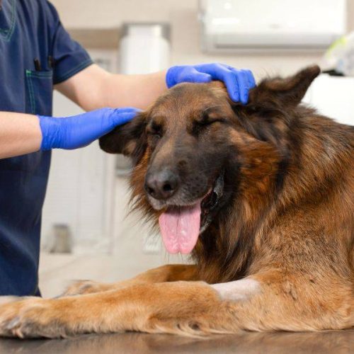 Ambulatorio veterinario Pozzomaggiore