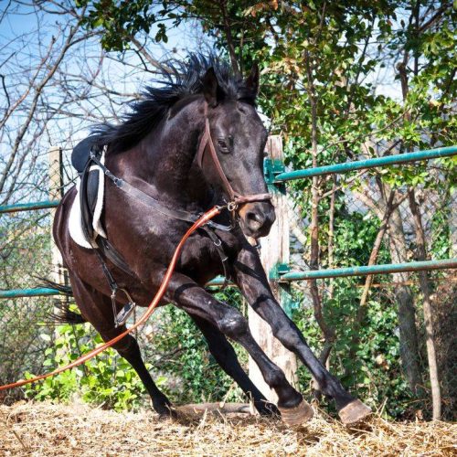 Doma cavalli a Roma Sud: scopri l’arte di creare una connessione autentica con il tuo cavallo