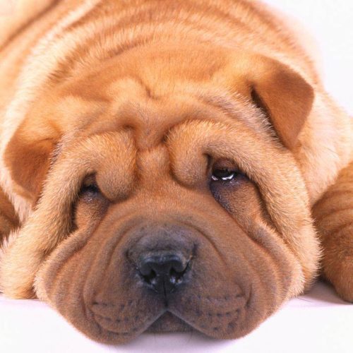 Shar Pei: Caratteristiche di questi animali a quattro zampe e dove adottarli a Napoli