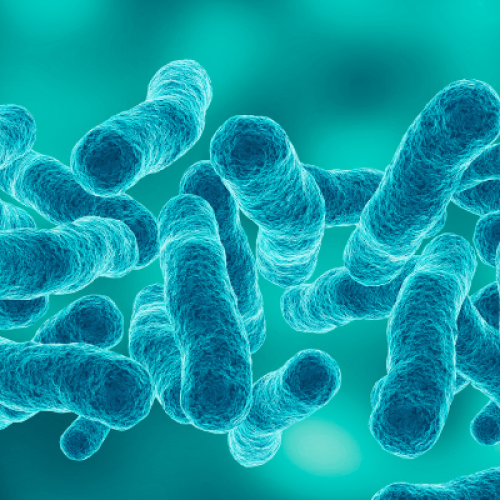 Come ottenere una consulenza professionale per la legionella a Bologna: sicurezza e prevenzione