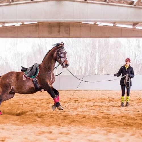 Escursioni a cavallo ad Arcisate