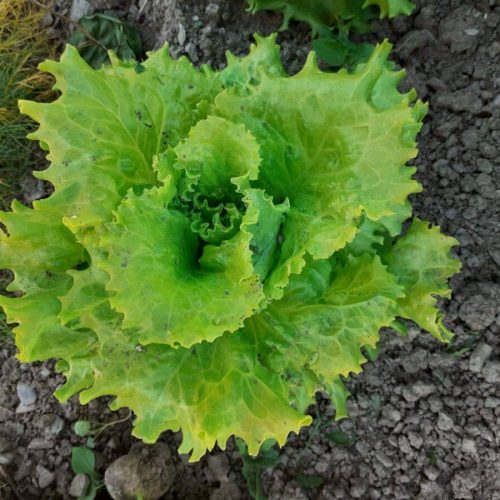 Fattoria biologica a Bolzano