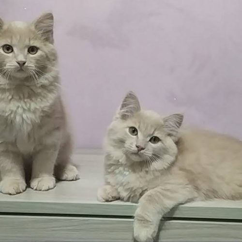 Gatto siberiano a Torino