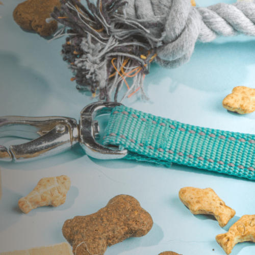 Accessori Per Animali Domestici A Torino
