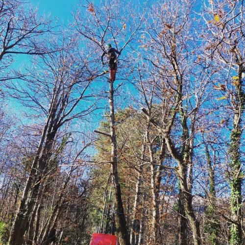 Potature e abbattimento alberi provincia di Viterbo