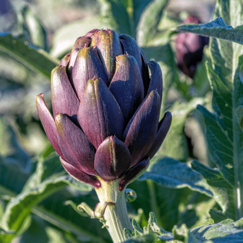 Scopri l’Eccellenza dei Carciofi: L’Azienda Agricola di Montelupone