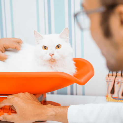LINEA MEDICALE PER ANIMALI A CALVI RISORTA 