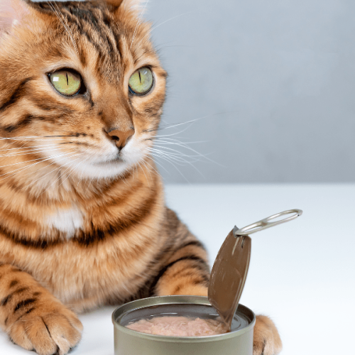 Dieta Naturale Per Gatti A Cesena