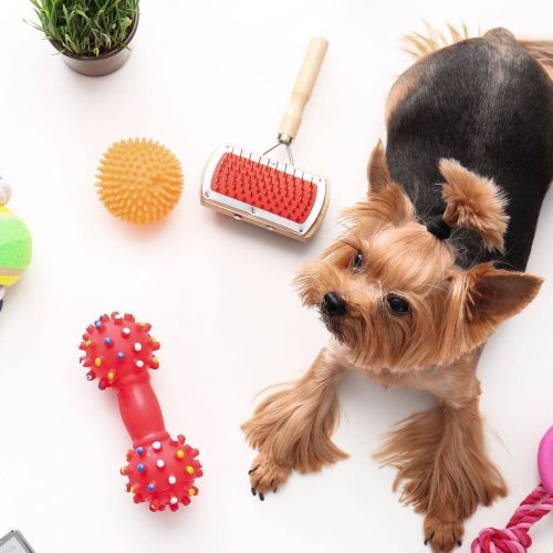Accessori per Animali Domestici a Torino: Guida Completa per una Vita Felice e Confortevole