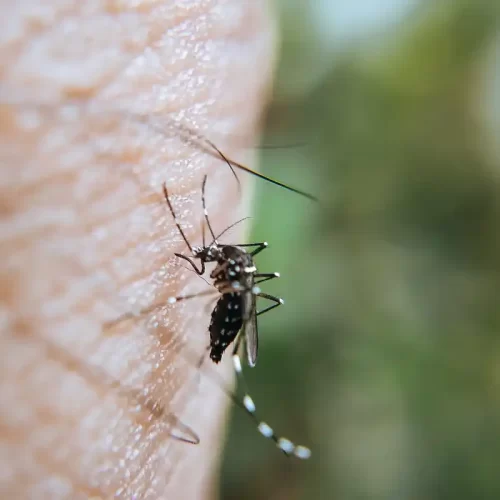 Disinfestazione zanzare a Pessano: guida operativa per abitazioni e condomìni
