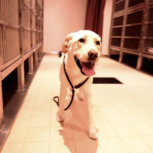 Pensione diurna per cani a Taranto: Un Servizio Essenziale per il Benessere del Tuo Amico a Quattro Zampe