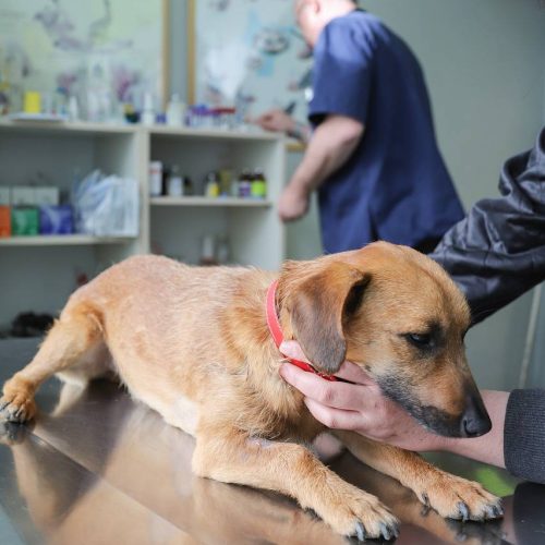 Veterinario a Grosseto
