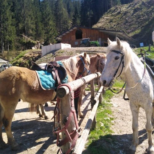 Gioco bimbi a contatto con animali e natura Santo Stefano di Cadore