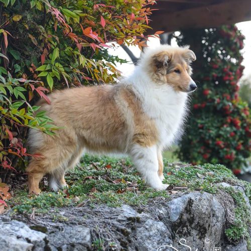 Allevamento di collie a Monte di Malo