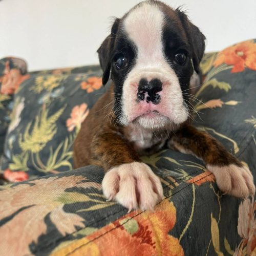 Allevamento di cuccioli di boxer a Torino