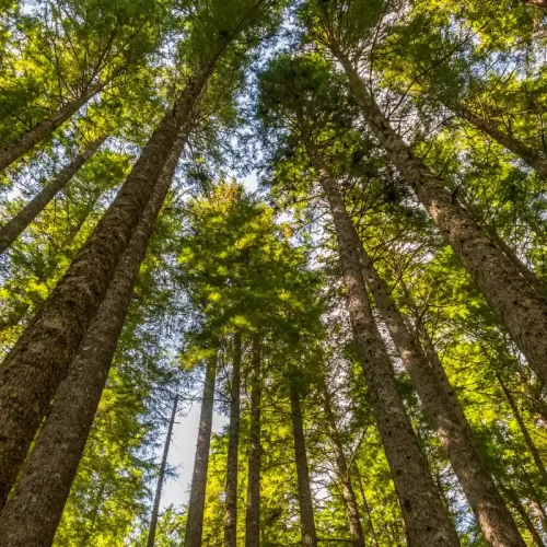 Endoterapia a Firenze: guida pratica per alberi urbani e giardini privati