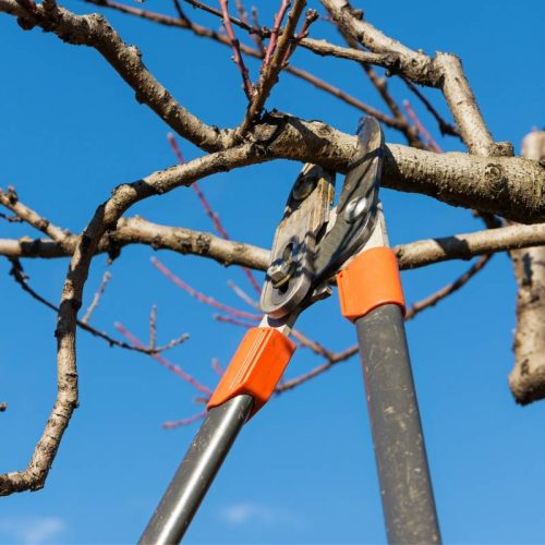 Potatura Alberi Alto Fusto a Comazzo: La Cura Professionale per il Tuo Giardino