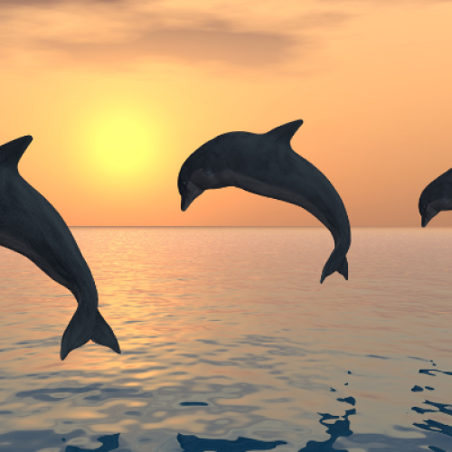 Escursioni al tramonto alla ricerca dei delfini a Letojanni