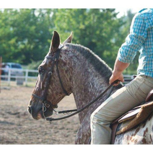 Lezioni di equitazione a Legnano
