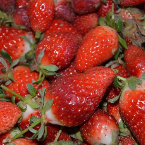 Marmellate e confetture Pantelleria