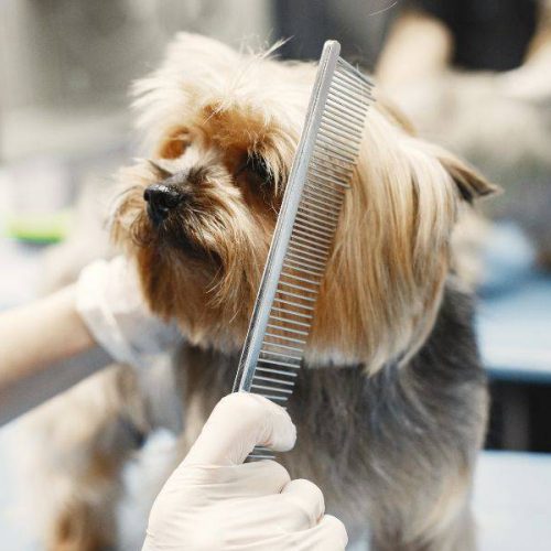Miglior toelettatura per cuccioli a Senigallia