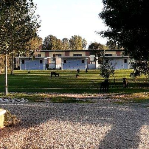 Pensione estiva per cani a Lodi
