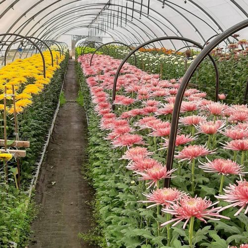 Produzione crisantemi recisi e in vasi a Poirino
