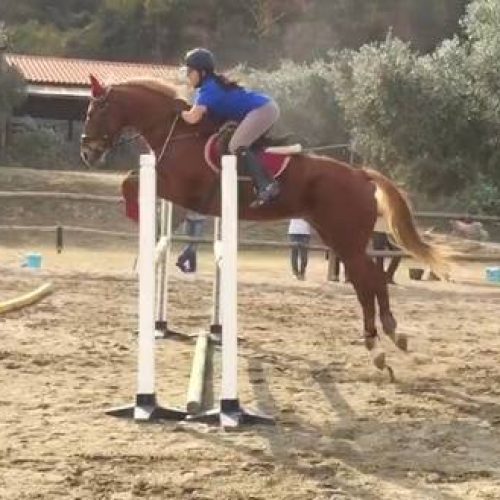 LEZIONI DI EQUITAZIONE A QUILIANO