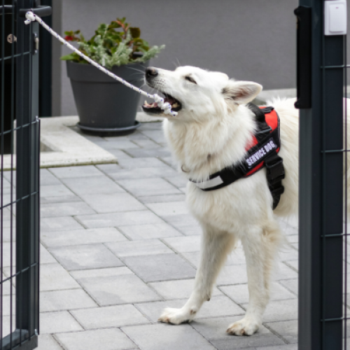 Recupero Cani Problematici a Bagheria: Soluzioni Efficaci per un Comportamento Equilibrato