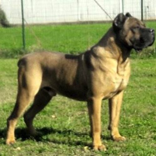 Scuola per cani da ricerca a Roma