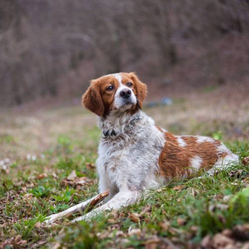 CANI EPAGNEUL BRETON A VERONA