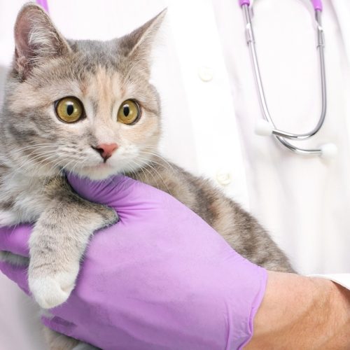 Chirurgia per animali di piccola taglia nel Valdarno Fiorentino