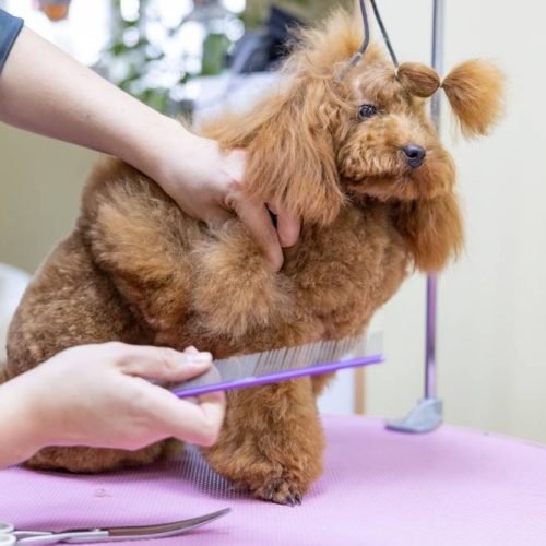 TOELETTATURA CANI AD ALCAMO
