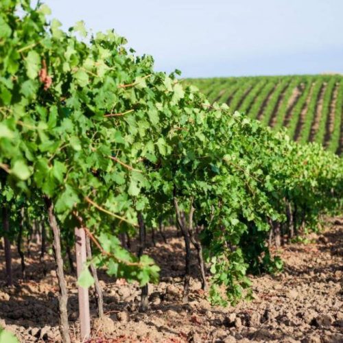 Vini siciliani a Palermo